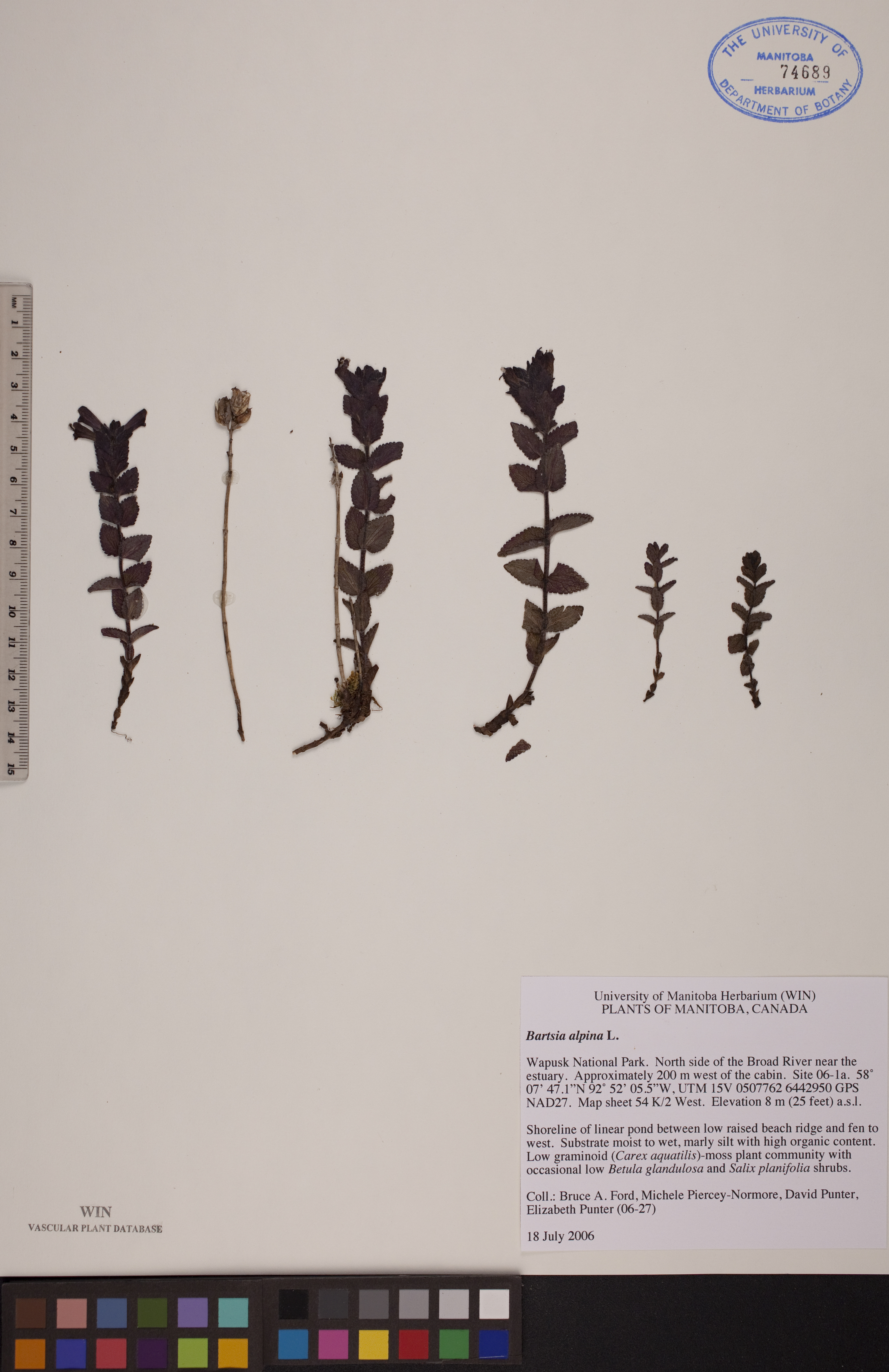 Bartsia image